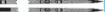 Picture of SHORT-Sword,Ceremonial Infantry-Corps and Royal Marines-NSN 8465-99-973-6877-SHORT-Shoulder to Point 760mm-CIIIR-Stainless Steel Blade 